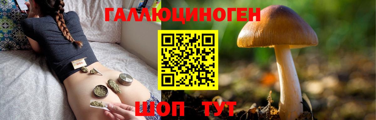 Баксан  Галлюциногенные грибы Cubensis  Вход с VPN 